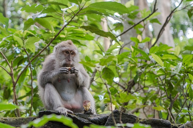 balinese, long tailed macaque