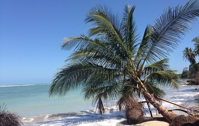 coconut tree, beach, costa rica