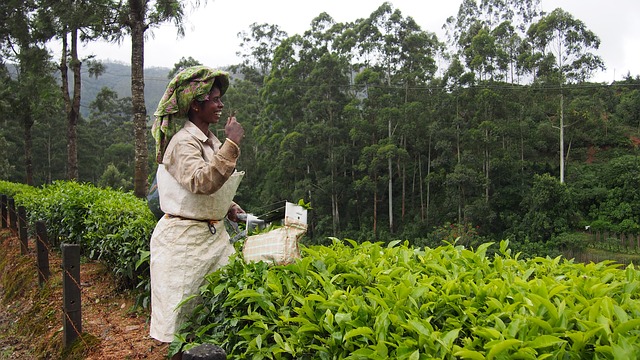 Tea plantation, plantation de thé
