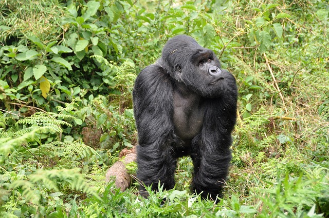 Tourisme durable au rwanda,Interdiction des sacs en plastiques, conservation de la biodiversité, sauvegarde des gorilles de montagne, développement du tourisme vert et rural.