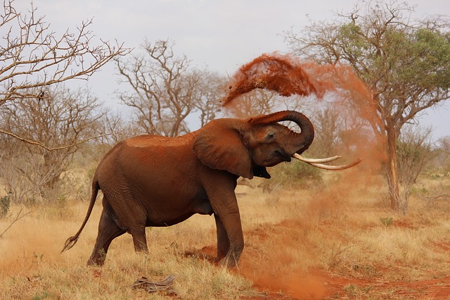 Elephant au Kenya