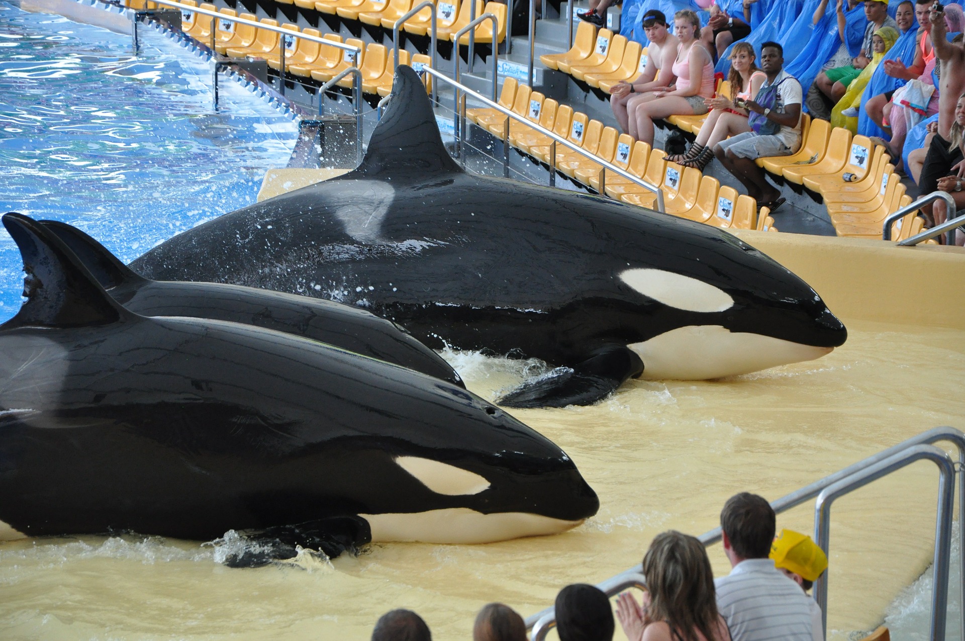 Tourisme de masse, la souffrance invisible des animaux