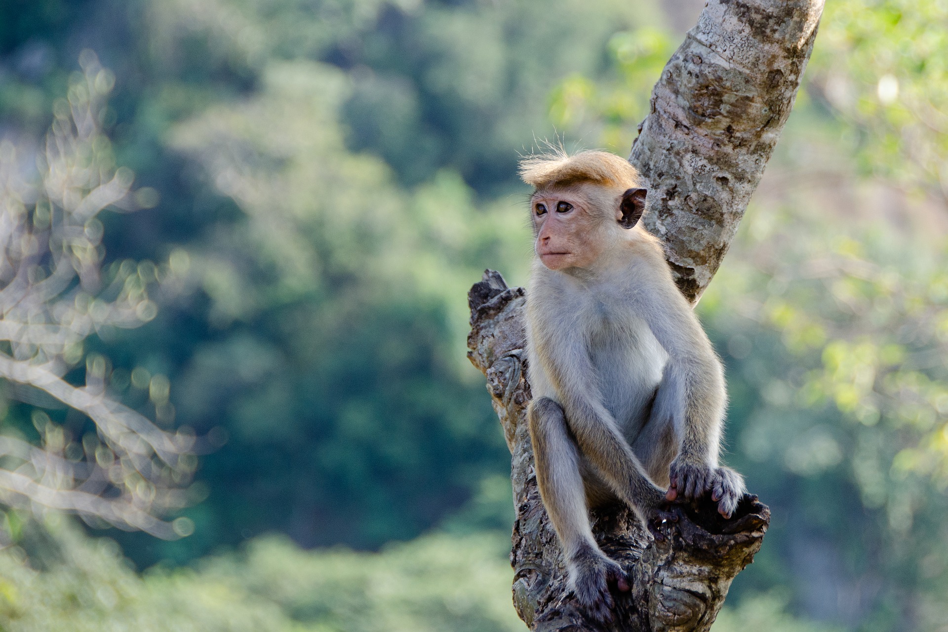 Le Sri Lanka, singe