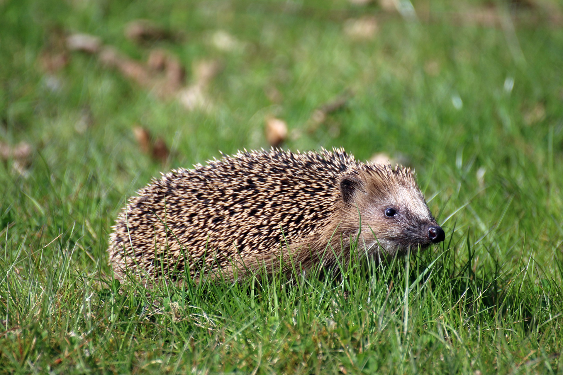 Suivez la biodiversité en France