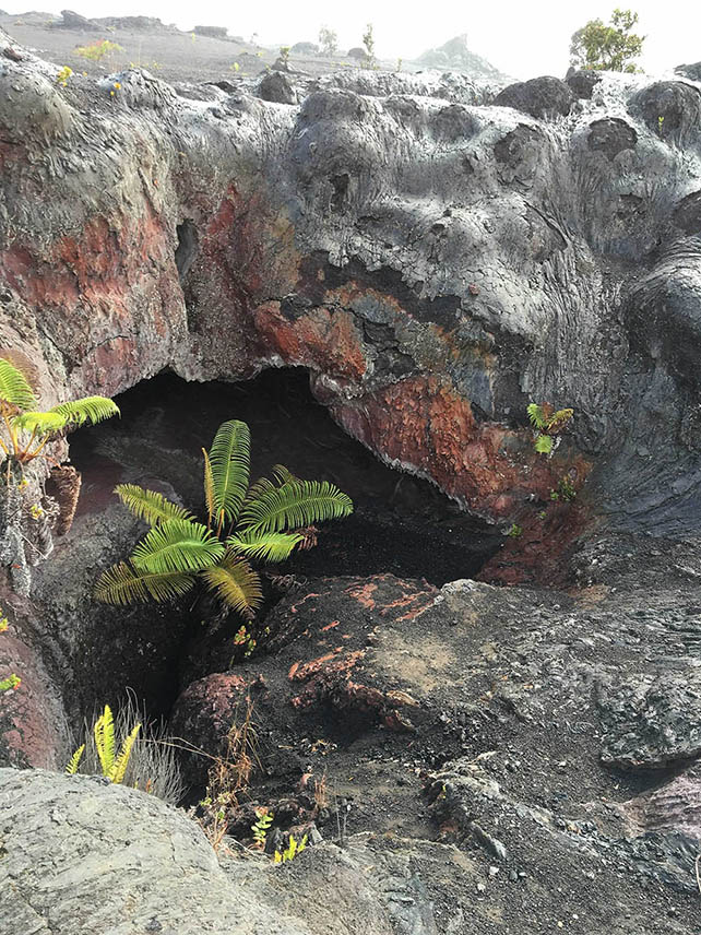 Fern in the heart of a volcanic crevasse in Hawaii