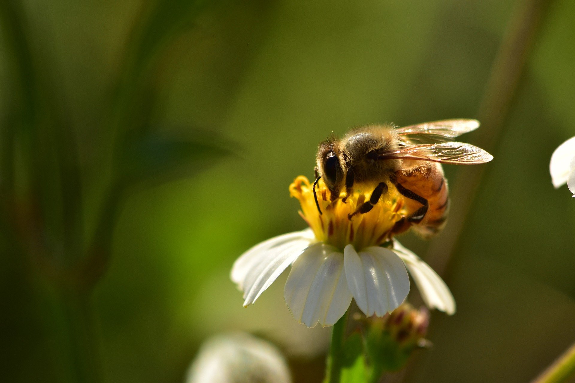 Restoring biodiversity