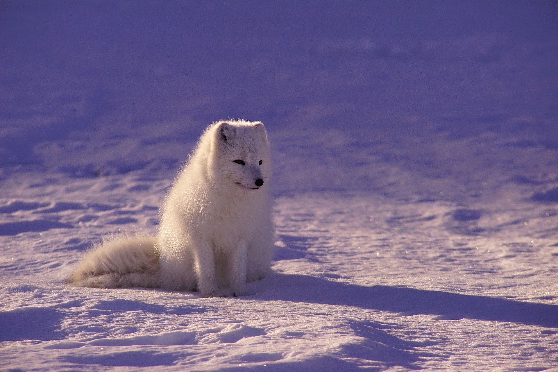 Arctic: the opening to tourism