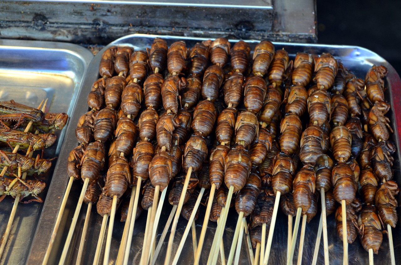 Pourquoi cuisiner et manger des insectes ?