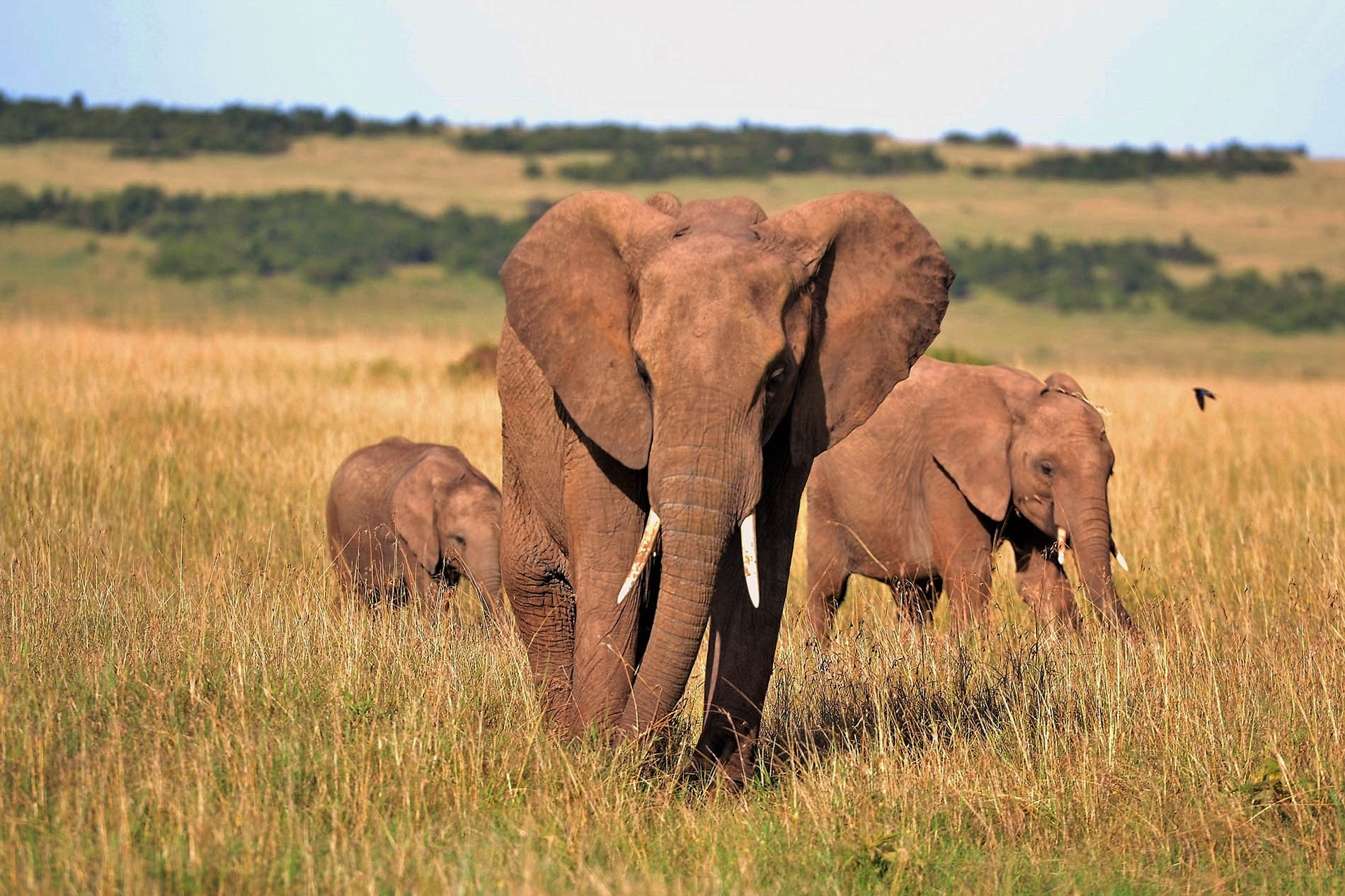 Le tourisme animalier éthique avec Voyage Sauvage