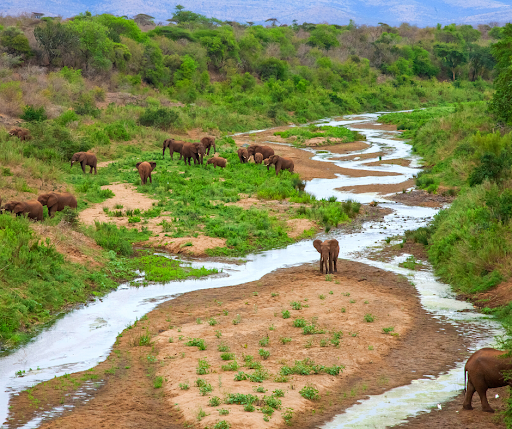 Photo d'éléphants dans le iSimangaliso Wetland Park 