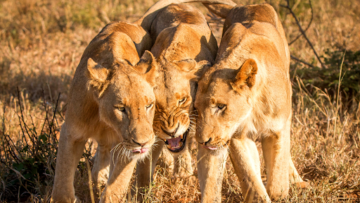 lionesses in Kruger National Park, South Africa