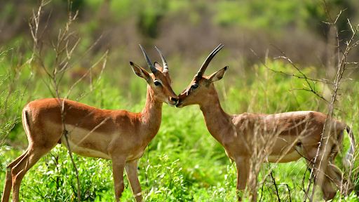 Photo Antilopes Amakhala Game Reserve, Afrique du Sud)