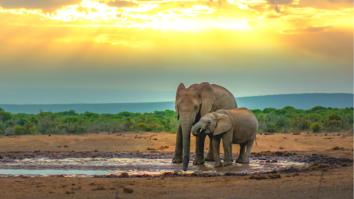 Photo éléphants Addo Elephant National Park, Afrique du Sud