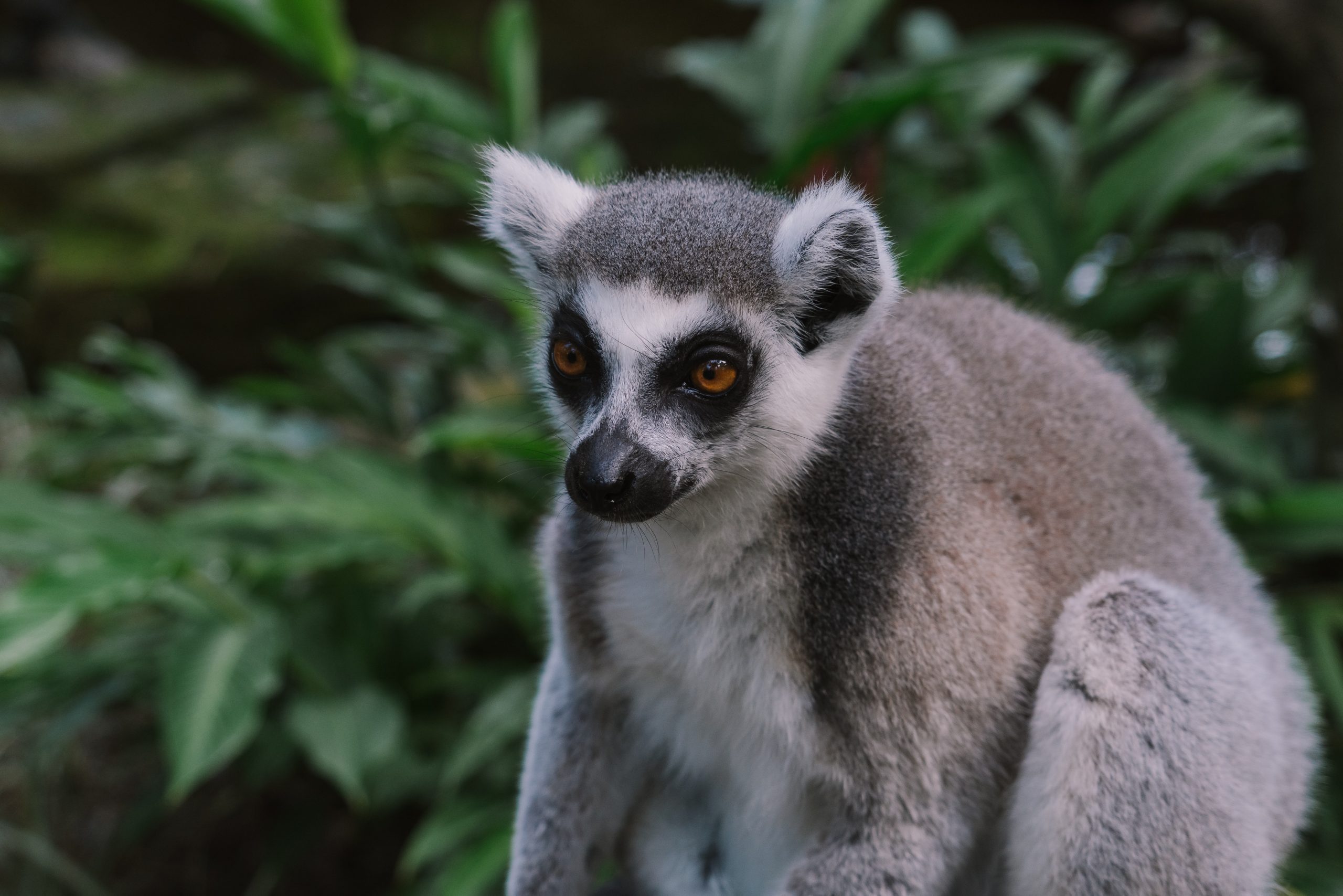 Madagascar, découverte de l’île aux sourires avec Le Monde en un Regard