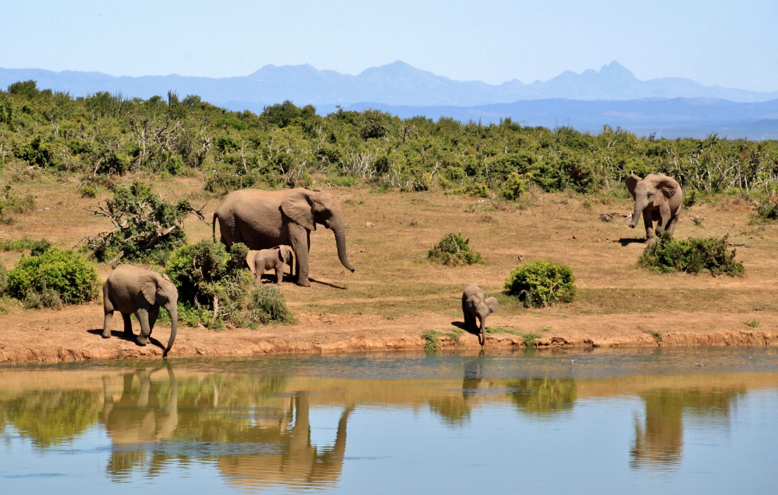 Wildlife tourism has a sustainable future