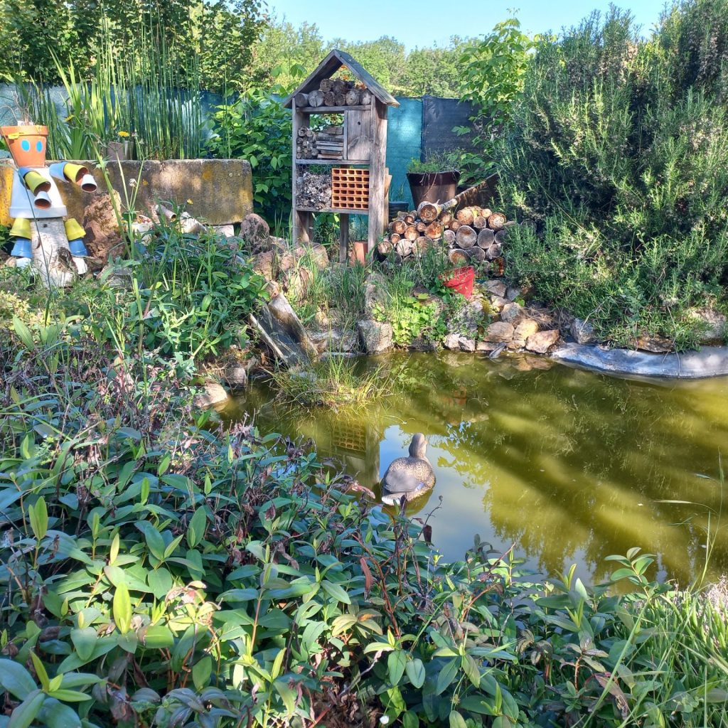 The pond and insect nesting box at the campsite