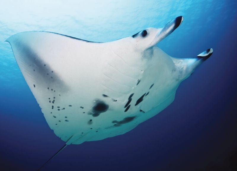 runt om i världen i 4 symboliska djur, manta ray