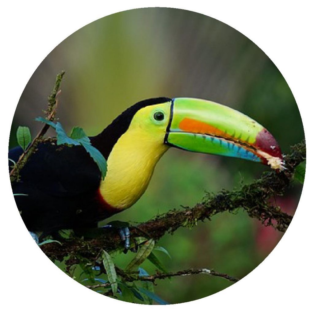 toucan slow tourisme