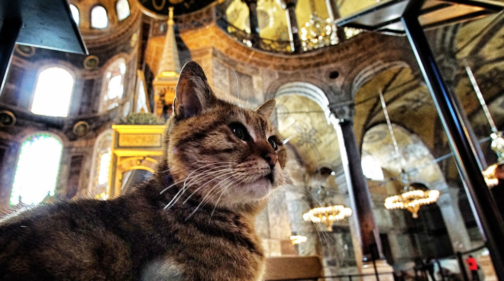 Istanbul The Cat Loving City Flockeo Sustainable Tourism