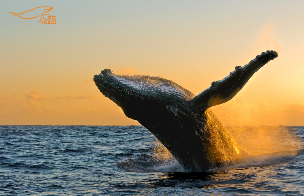 observation-baleine-a-bosse-cetamada-madagascar