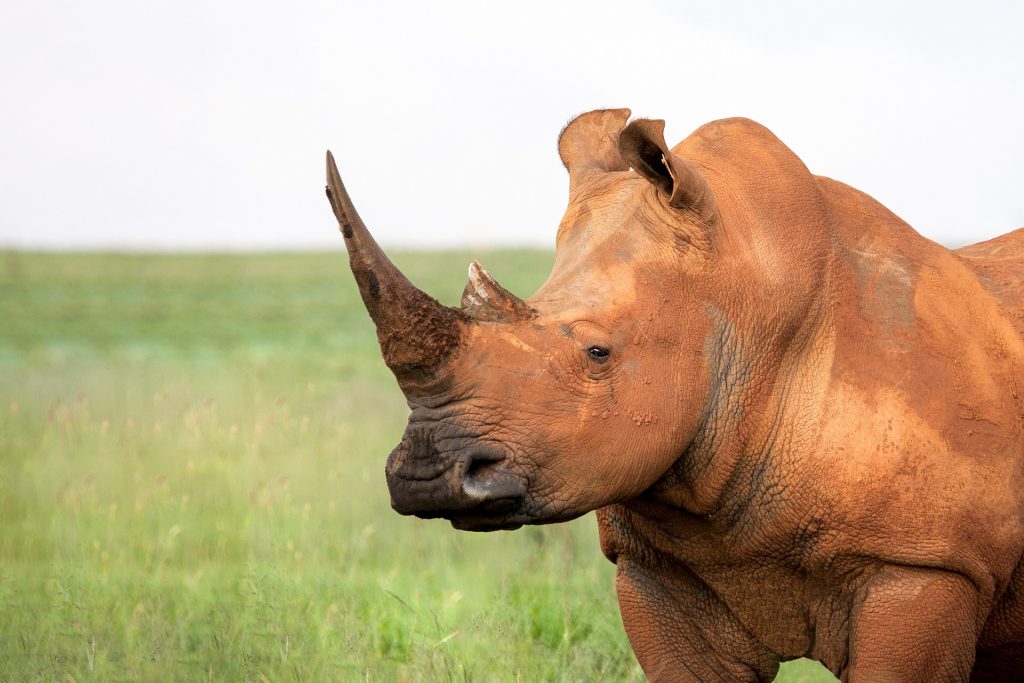 Rhinoceros preserved thanks to the benefits of air transport
