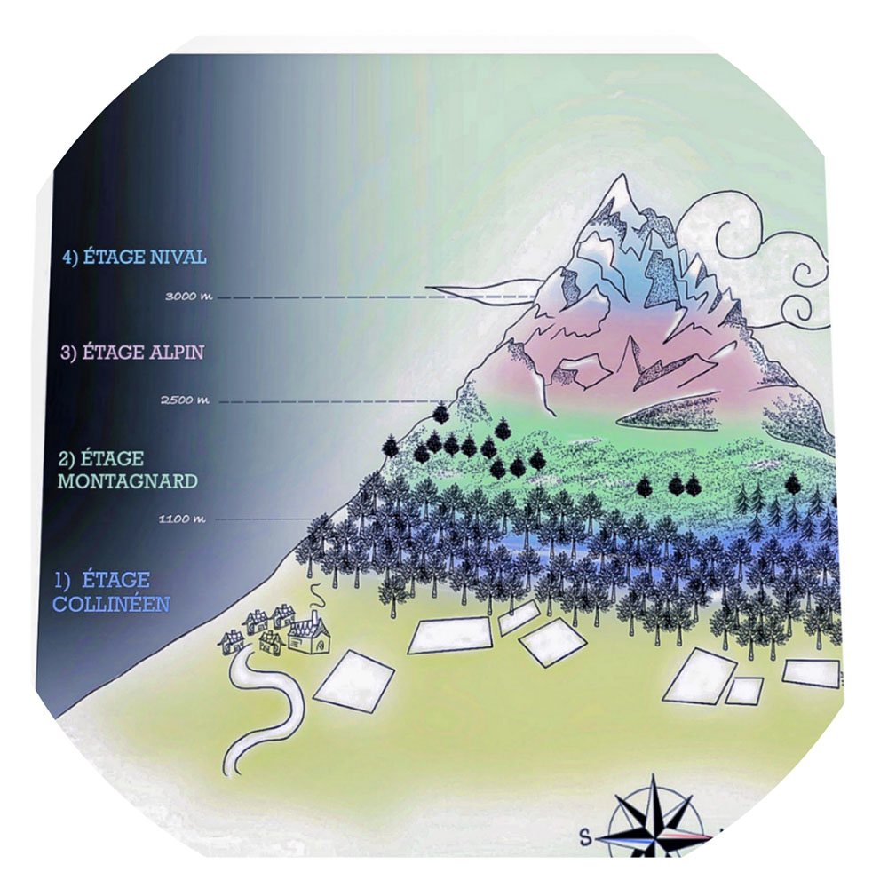 Dessin des quatre étages de la montagne