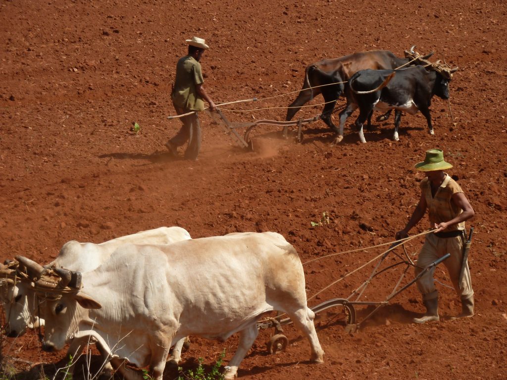 (Farmer ploughing his field with his oxen, Cuba, ©R-evolution)